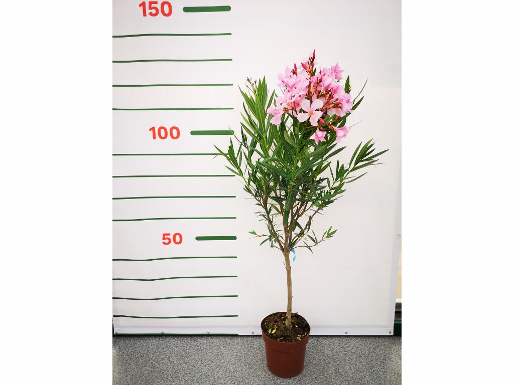 Dreviny na kmienku Oleander ružový na kmienku Magaly