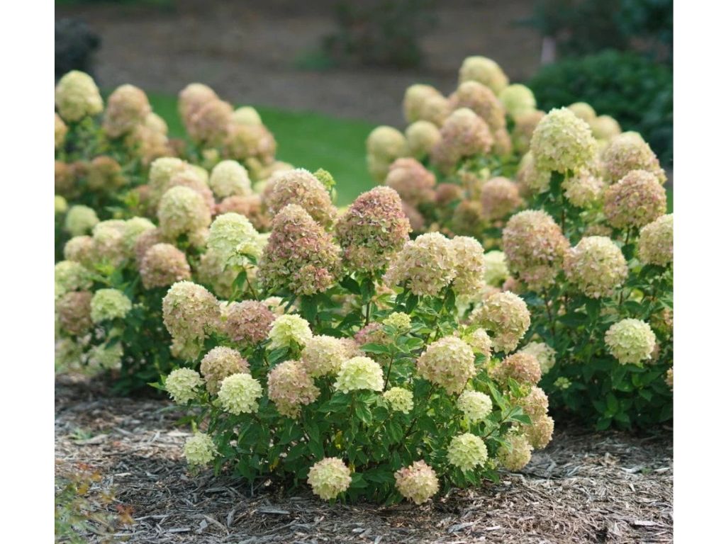 Okrasné kry Hortenzia metlinatá Little Lime 20 40cm(6)