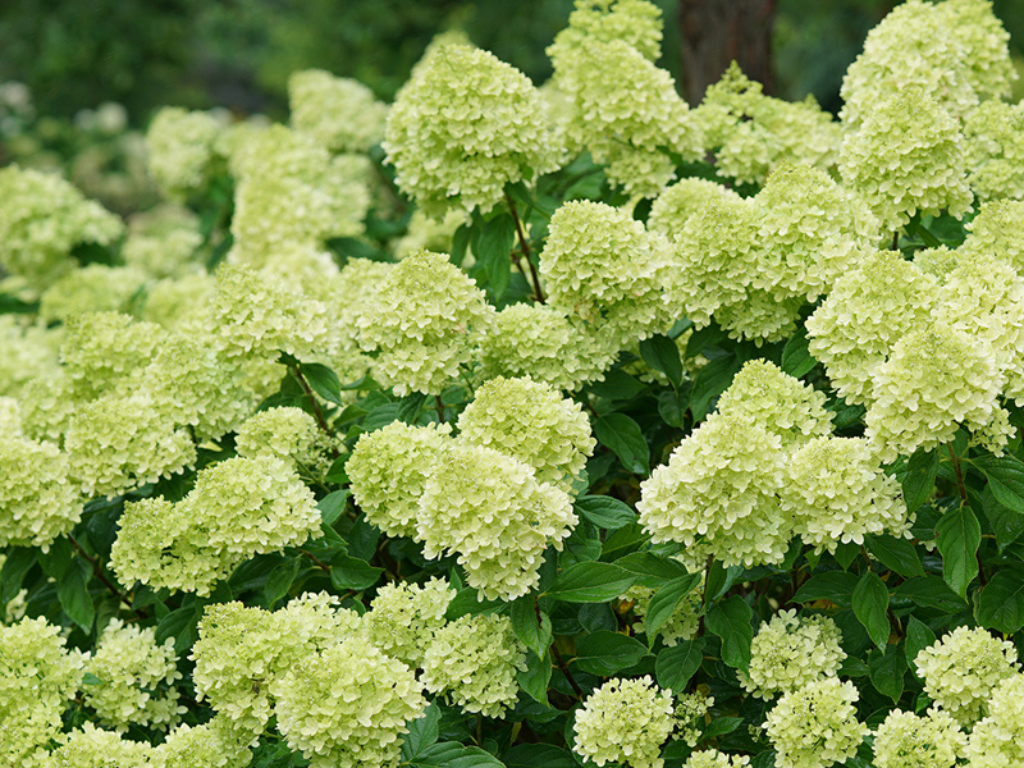 Okrasné kry Hortenzia metlinatá Little Lime 20 40cm(3)