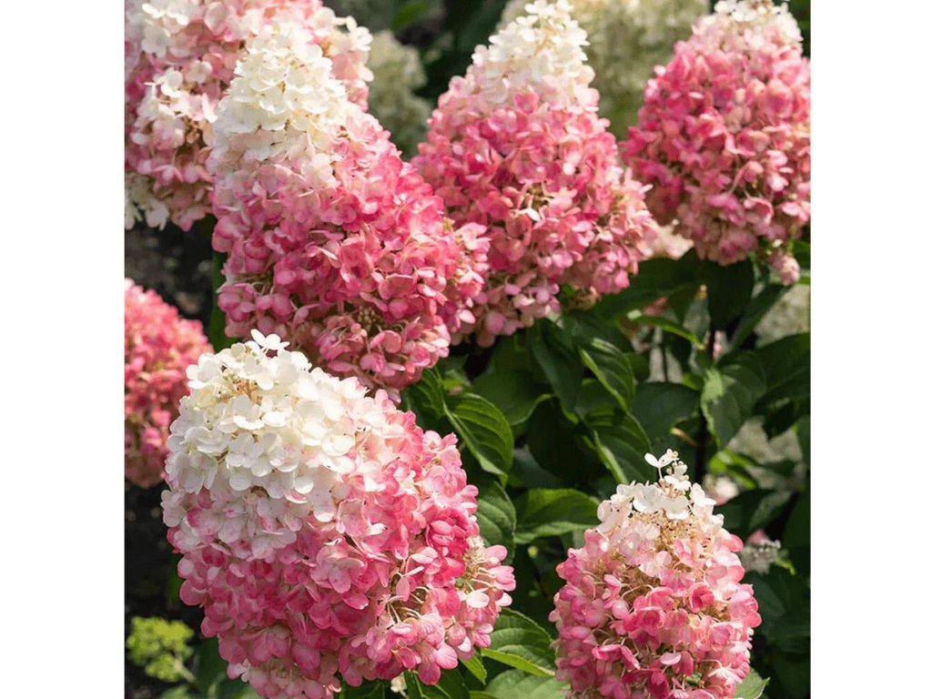 Okrasné kry Hortenzia metlinatá Pinky Winky 20 40cm(5)