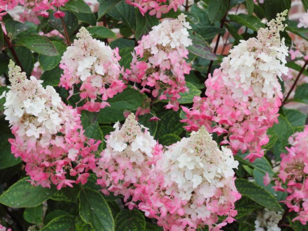 Okrasné kry Hortenzia metlinatá Pinky Winky 20 40cm(8)