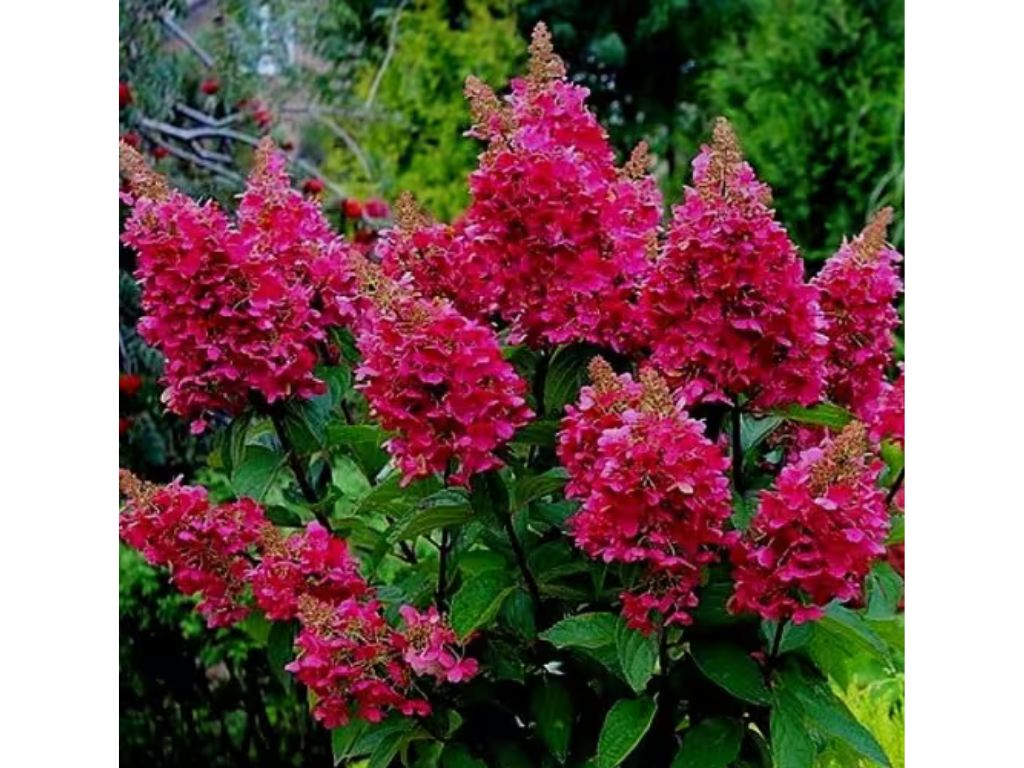 Hortenzia metlinatá Wims Red(1)