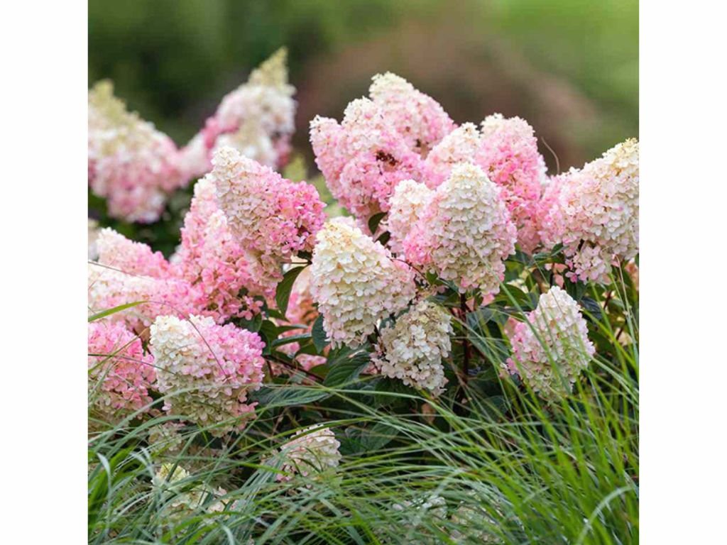 Okrasné kry Hortenzia metlinatá Sundae Fraise 30 40cm(3)