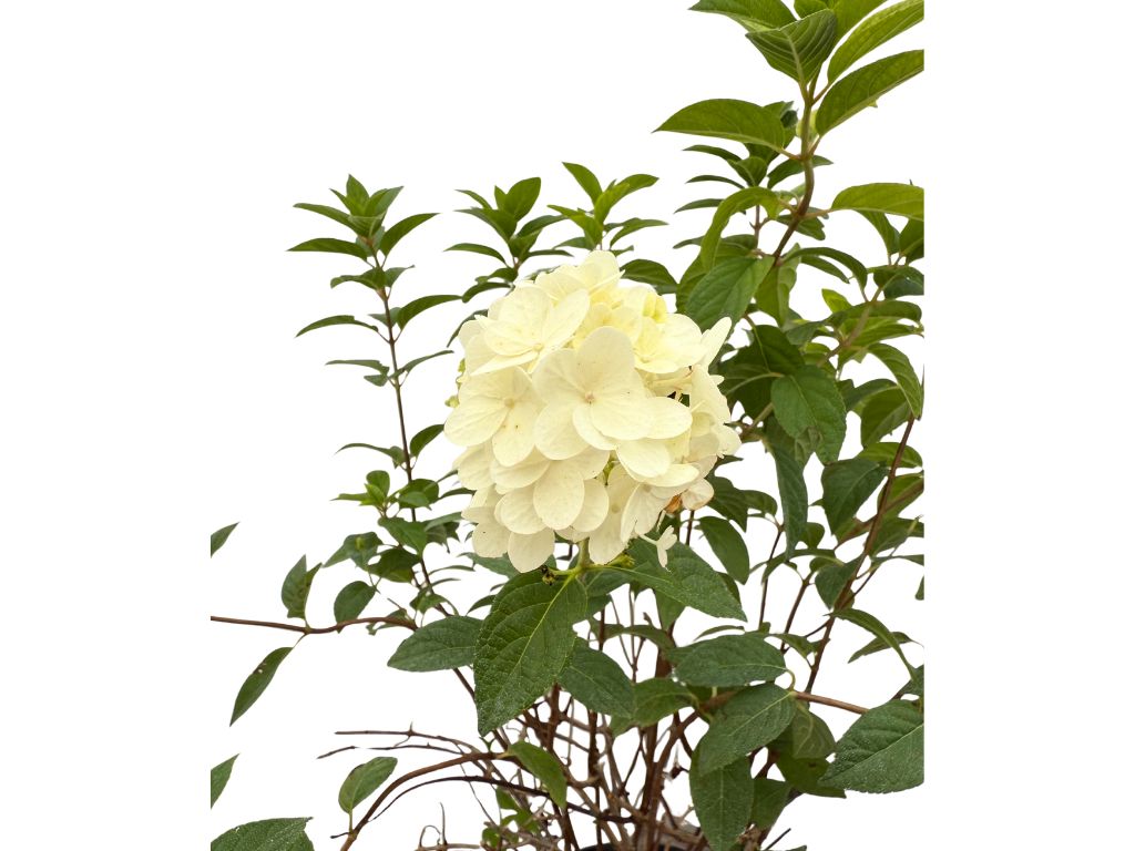 Okrasné kry Hortenzia metlinatá Sundae Fraise 30 40cm(6)