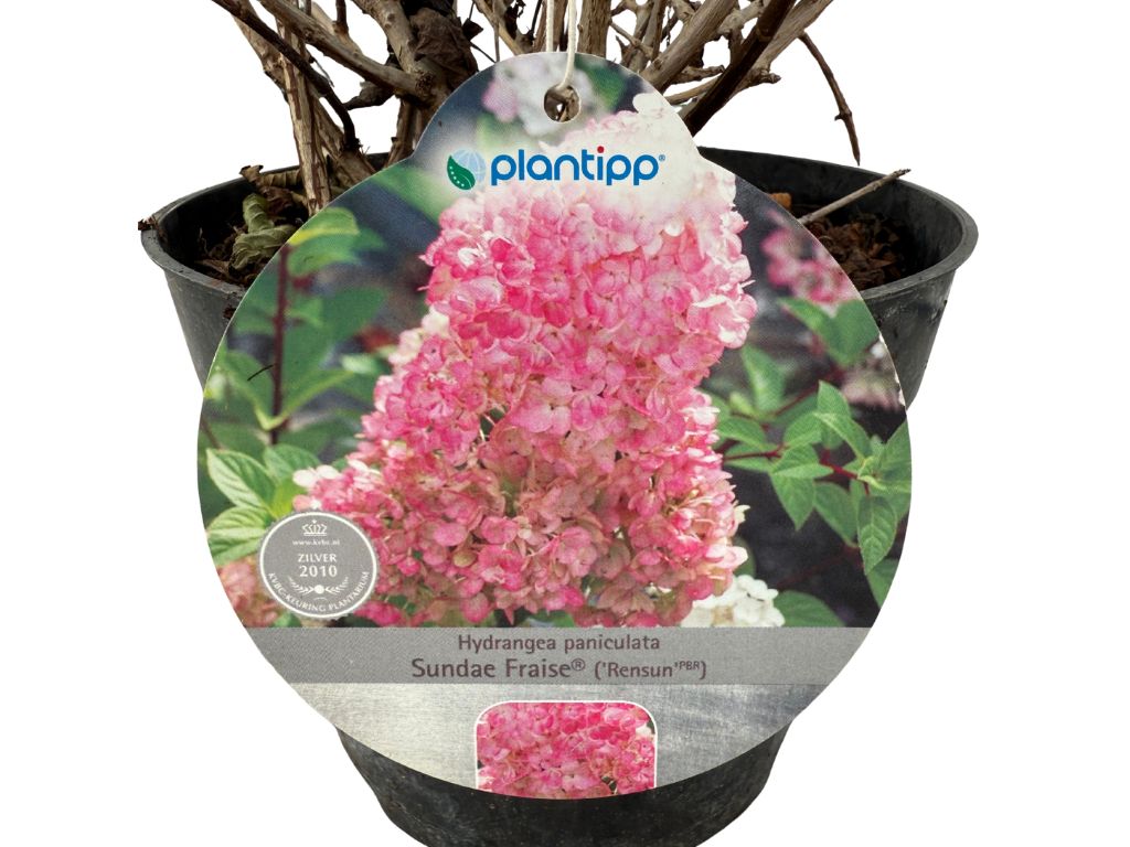 Okrasné kry Hortenzia metlinatá Sundae Fraise 30 40cm(7)
