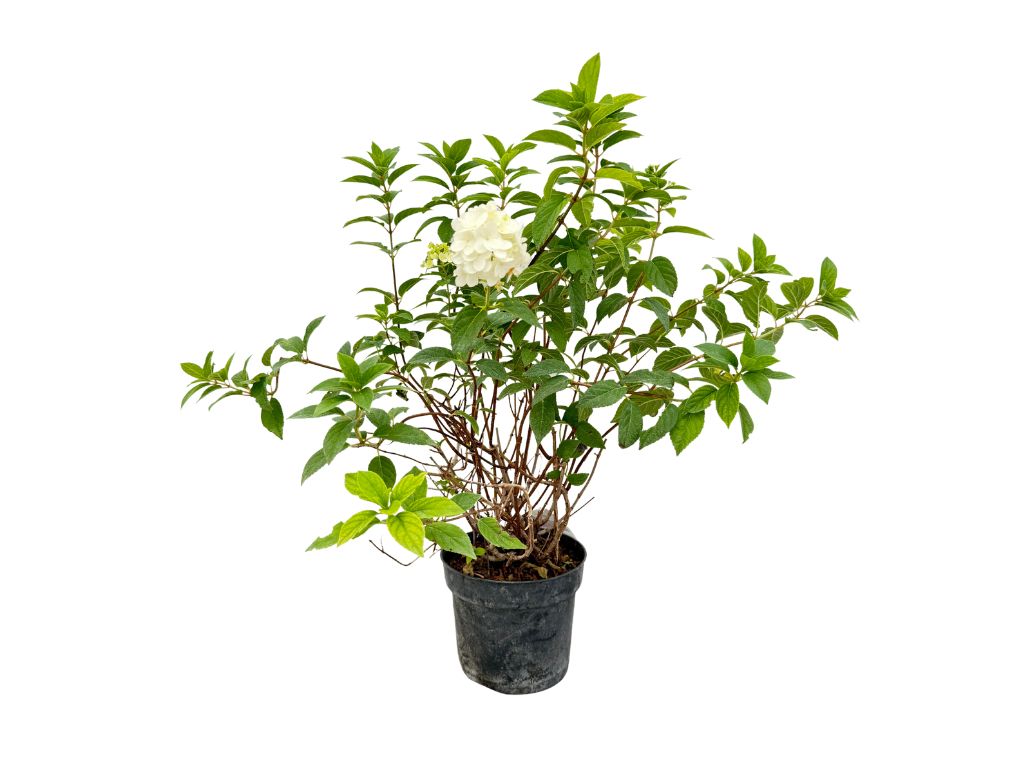 Okrasné kry Hortenzia metlinatá Sundae Fraise 30 40cm(8)