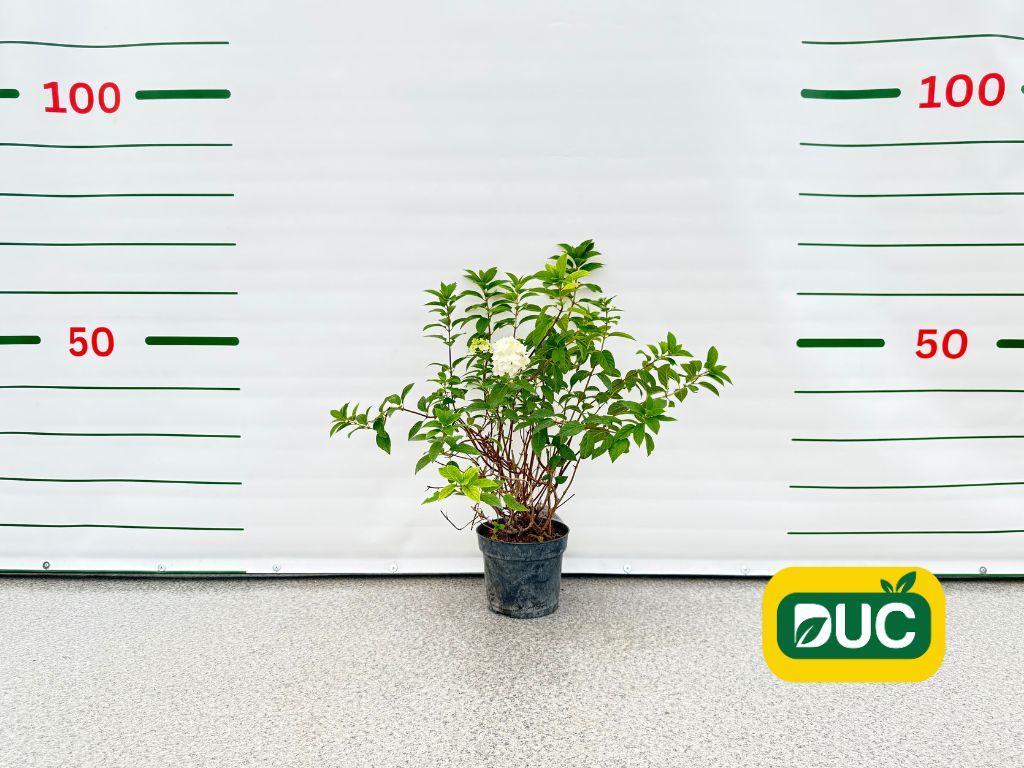 Okrasné kry Hortenzia metlinatá Sundae Fraise 30 40cm(2)