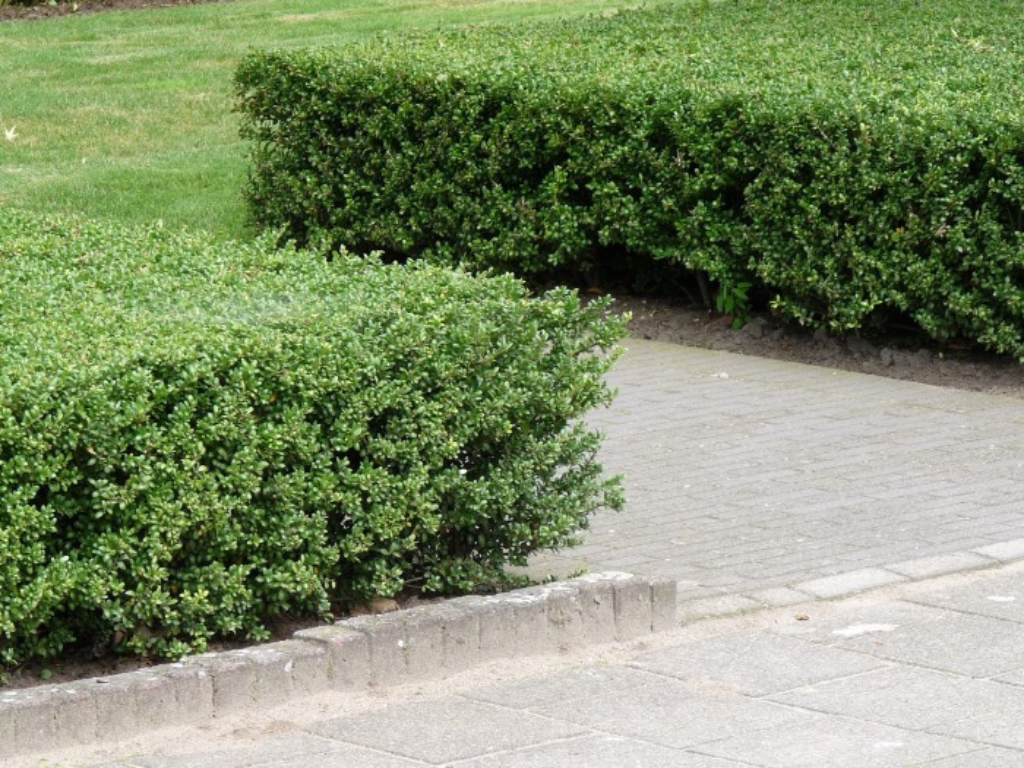 Živý plot cezmína Luxus Hedge(1)