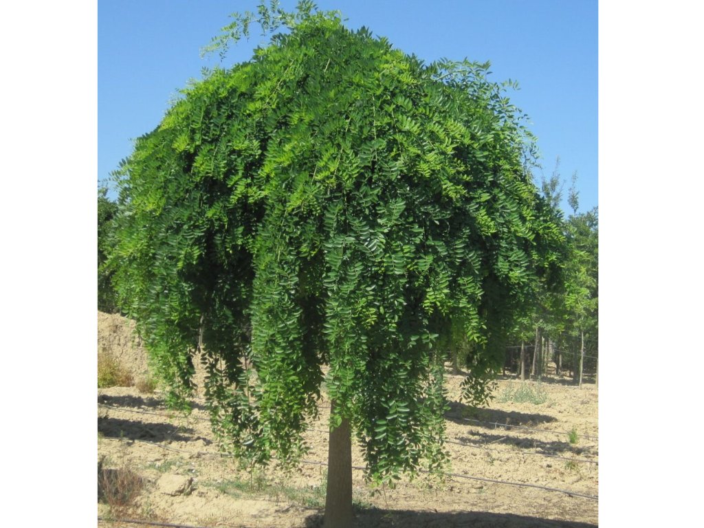 Jerlín japonský Pendula na 110–150 cm kmínku, květináč 5 l