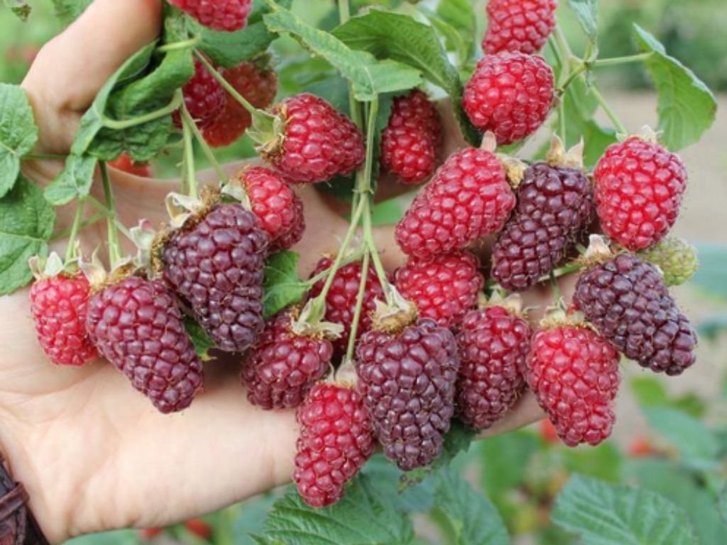 Drobné ovocie Malinočernica Tayberry 30 40 cm(7)
