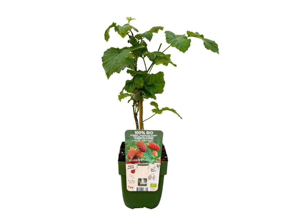 Drobné ovocie Malinočernica Tayberry 30 40 cm(9)