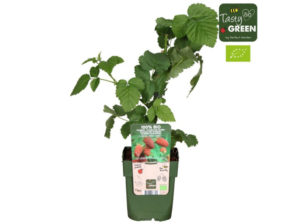 Drobné ovocie Malinočernica Tayberry 30 40 cm(3)