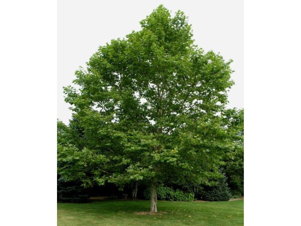 Okrasné stromy Platan javorolistý 100 160cm(7)
