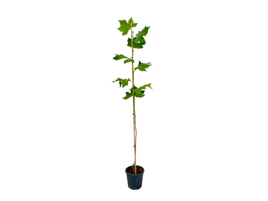 Okrasné stromy Platan javorolistý 100 160cm(5)