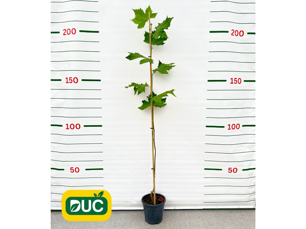 Okrasné stromy Platan javorolistý 100 160cm(2)