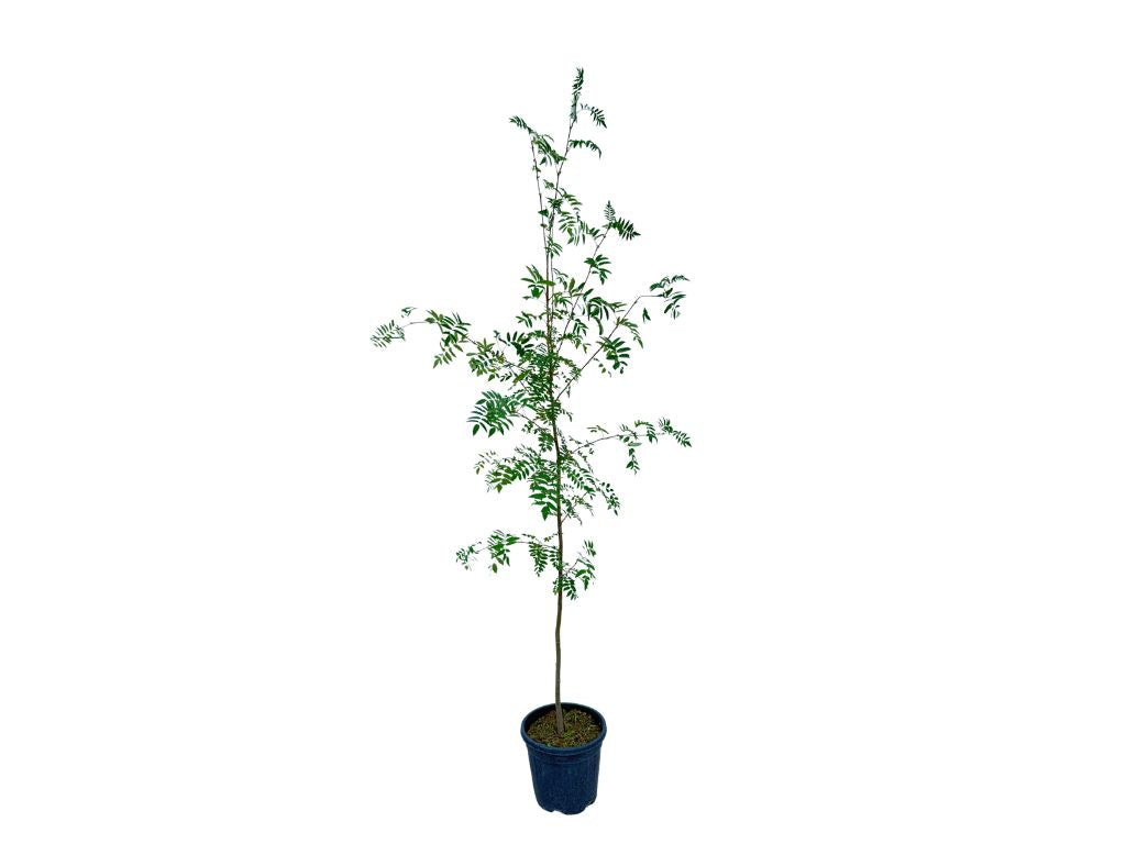 Okrasné stromy Jarabina vtáčia 160 200cm(4)