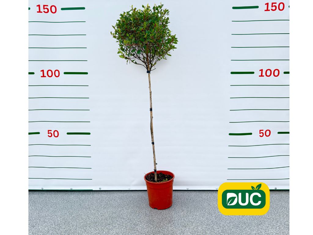 Dreviny na kmienku Červienka fraserová Chico na 80-90cm kmienku(2)