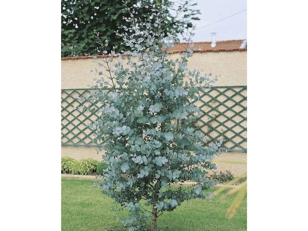 Okrasné stromy Eukalyptus GUNNII Azura 30 40 cm(5)
