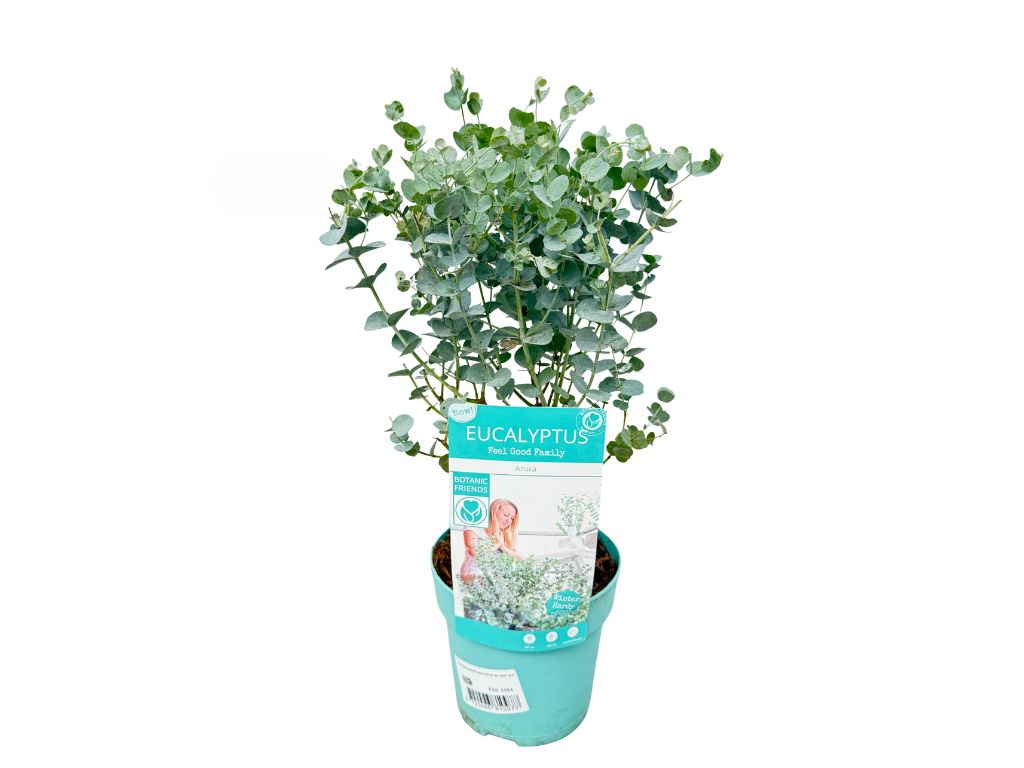 Okrasné stromy Eukalyptus GUNNII Azura 30 40 cm(7)