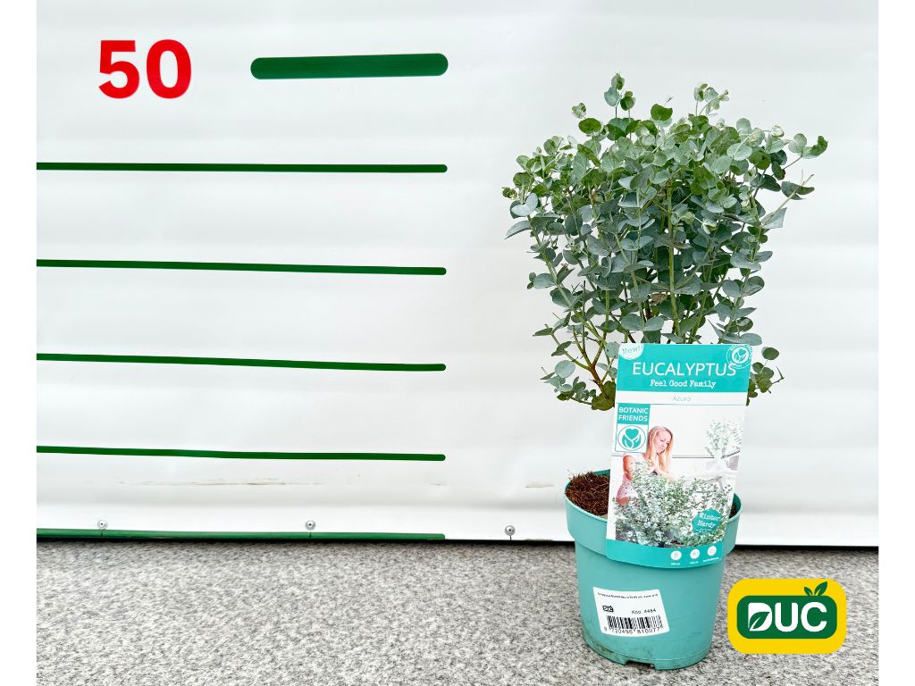 Okrasné stromy Eukalyptus GUNNII Azura 30 40 cm(2)