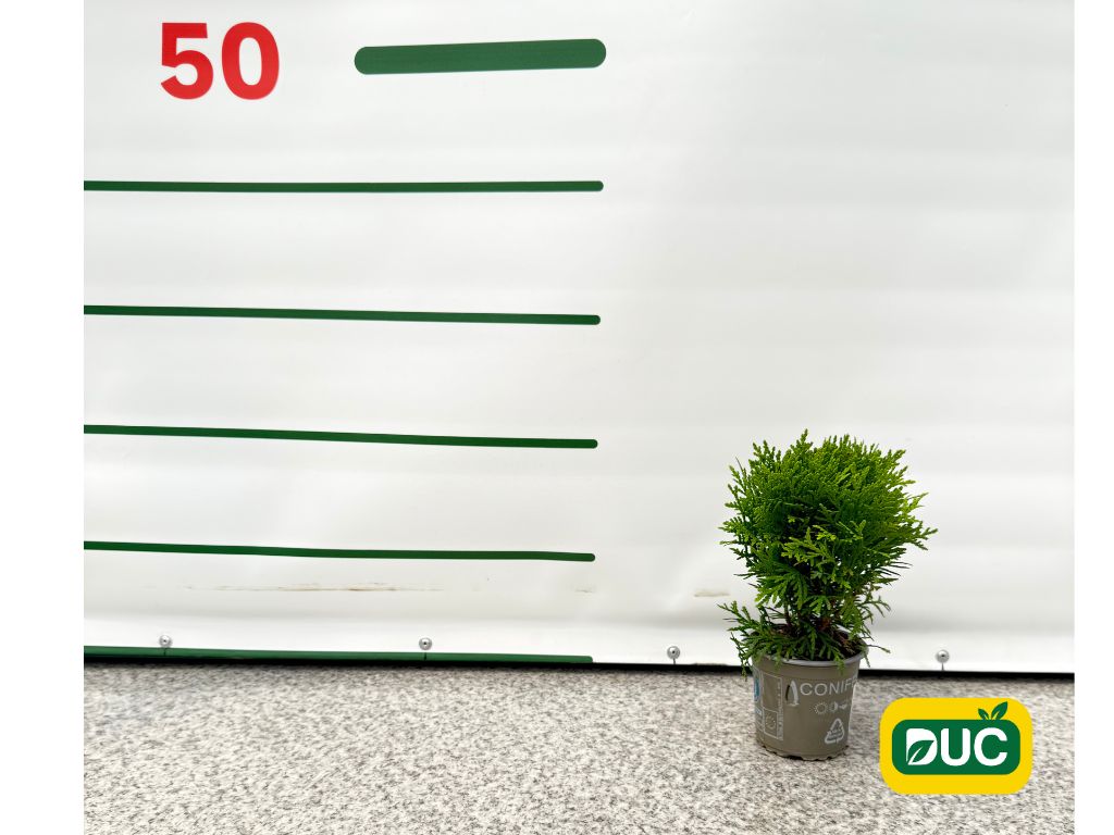 Okrasné kry Tuja západná Danica 10 15cm(2)