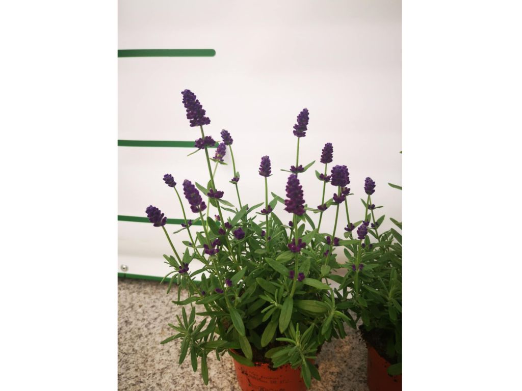 Trvalky Levanduľa úzkolistá Hidcote Purple(3)