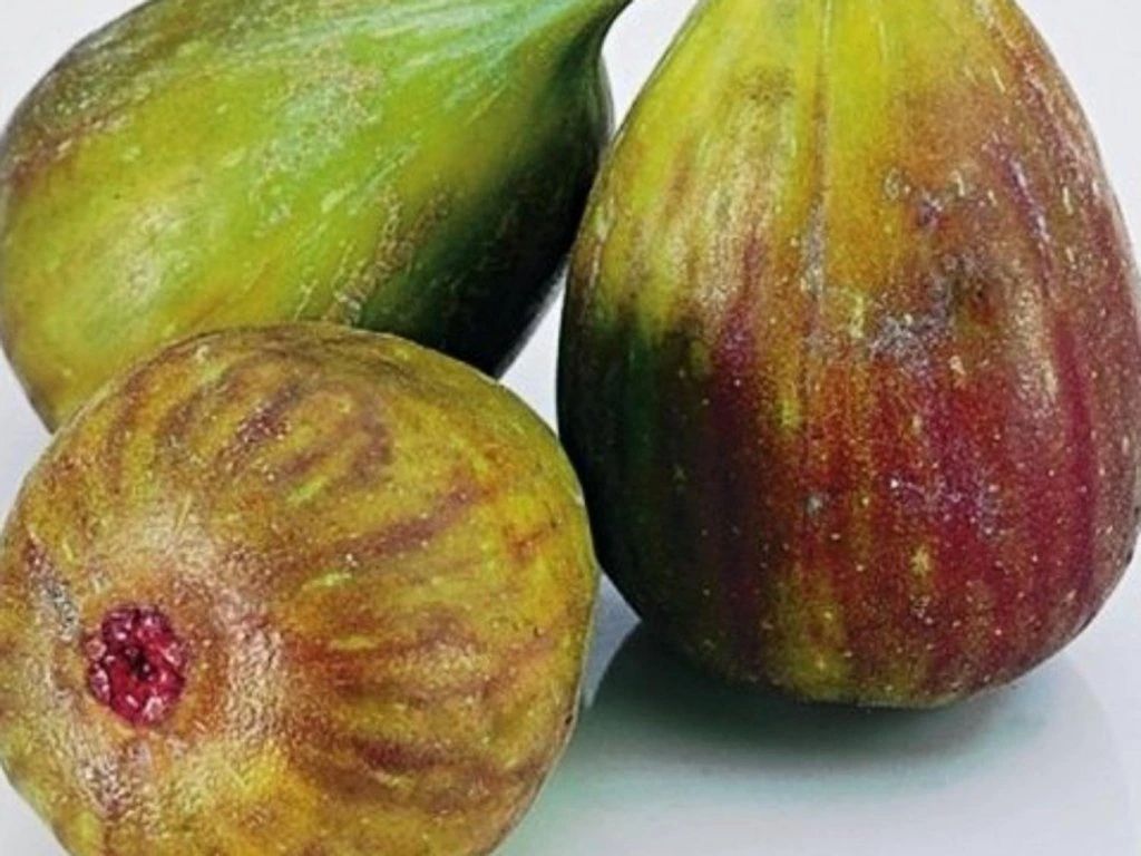 Drobné ovocie Figovník Francuesco(4)