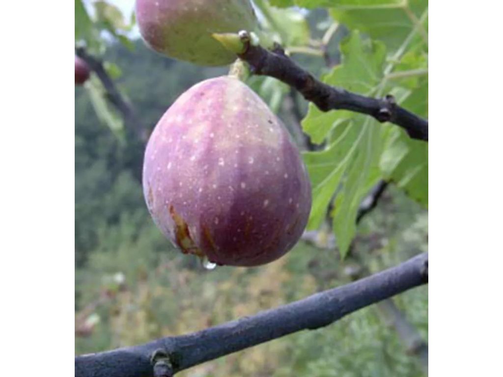 Drobné ovocie Figovník Melanzana (3)