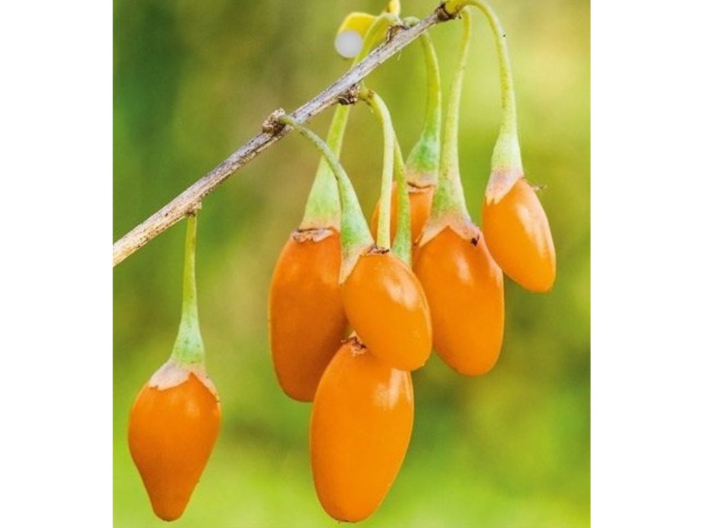 Drobné ovocie Kustovnica čínska ‘Golden Goji’