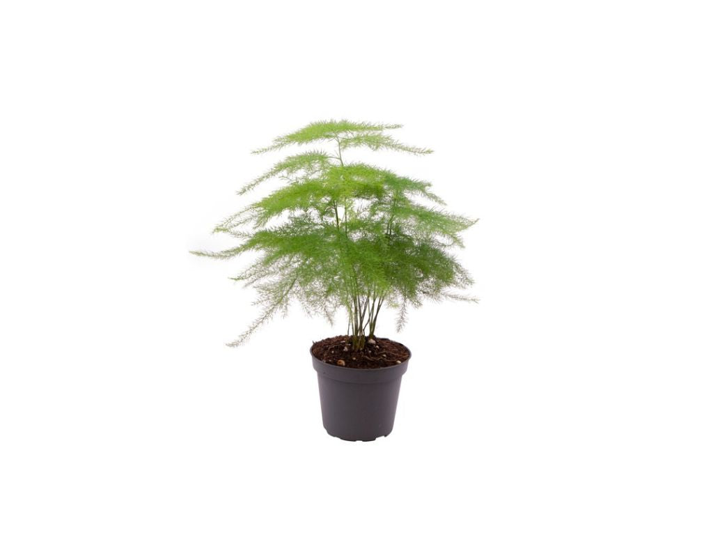Izbové rastliny Asparagus plumosus cca 10 cm(2)