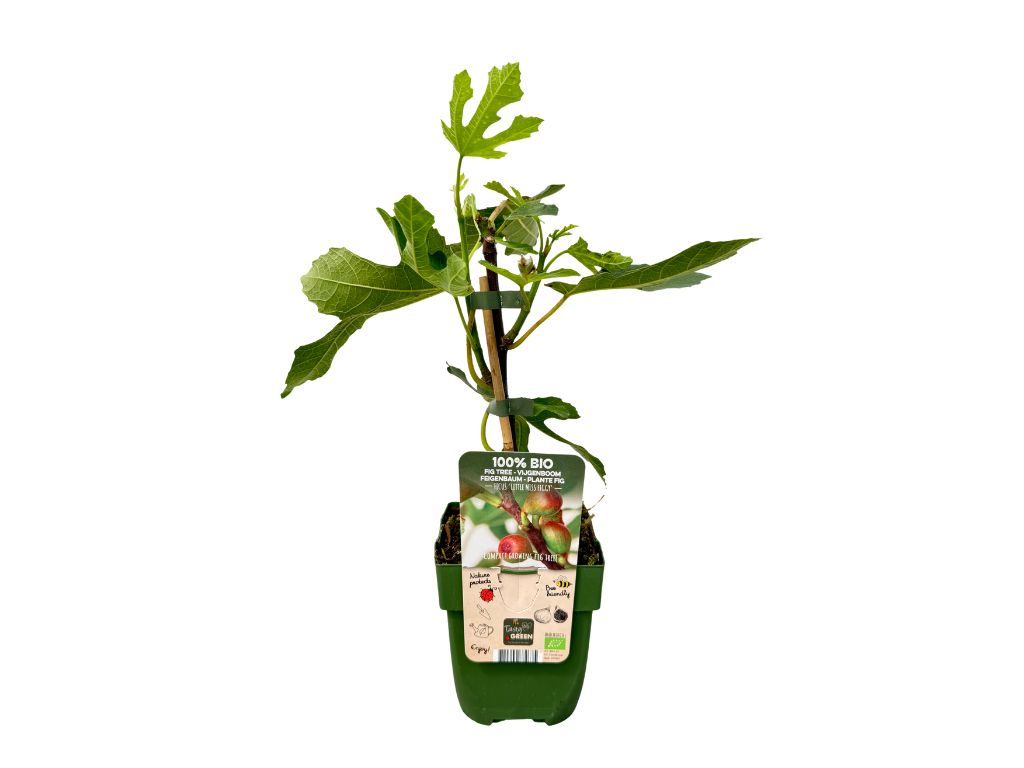 Drobné ovocie Figovník Little Miss Figgy cca 30 cm(1)