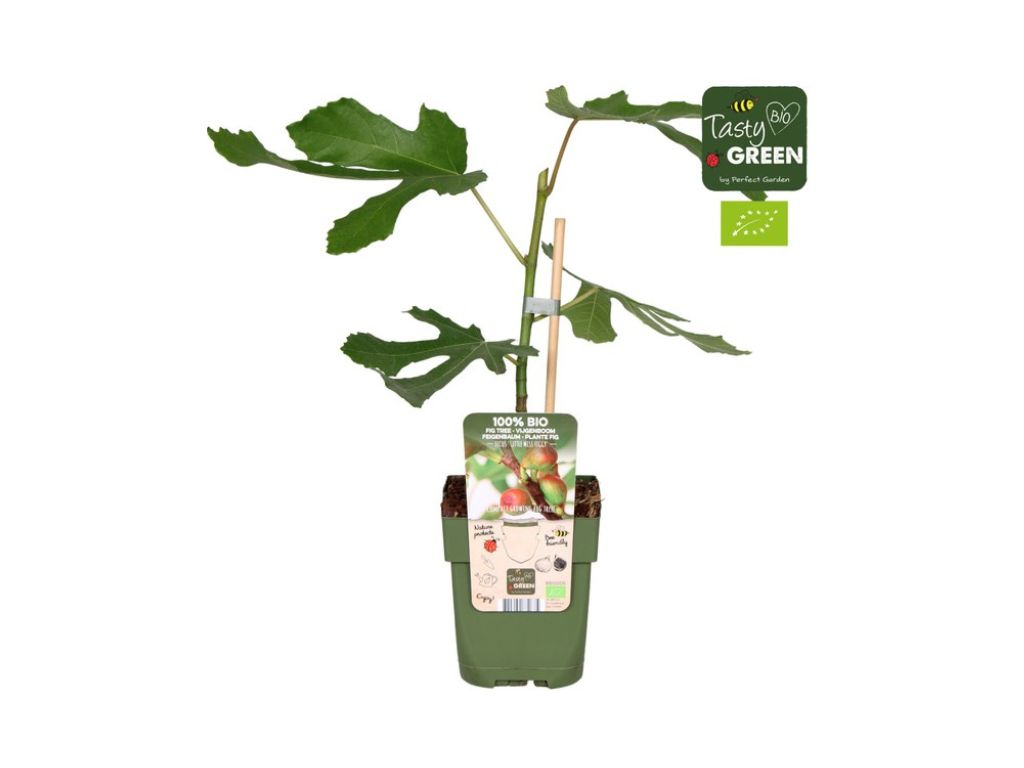 Drobné ovocie Figovník Little Miss Figgy cca 30 cm(3)