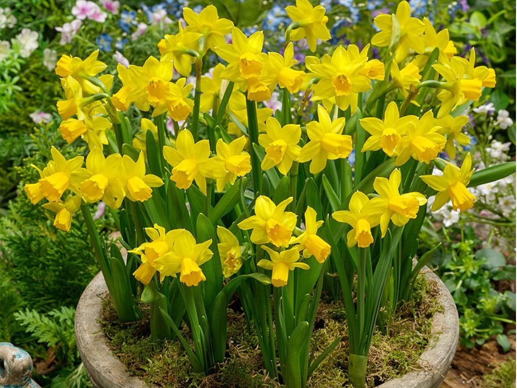 Cibuľoviny Narcis TETE Á TETE 5 k(1)