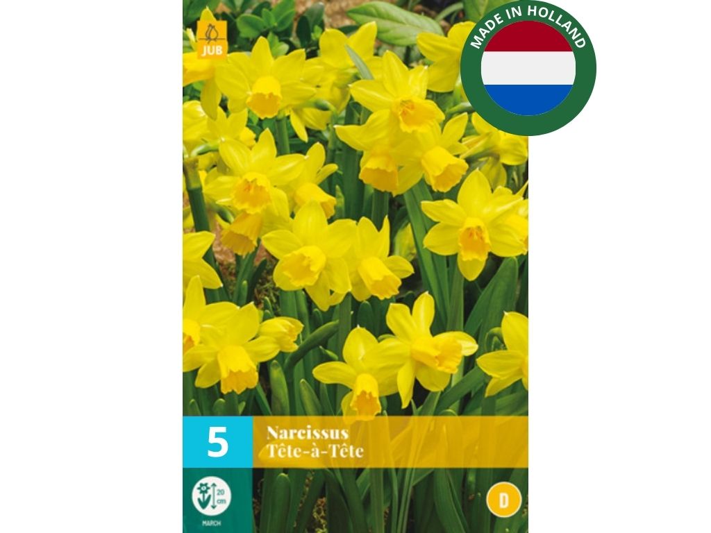 Cibuľoviny Narcis TETE Á TETE 5 k(9)