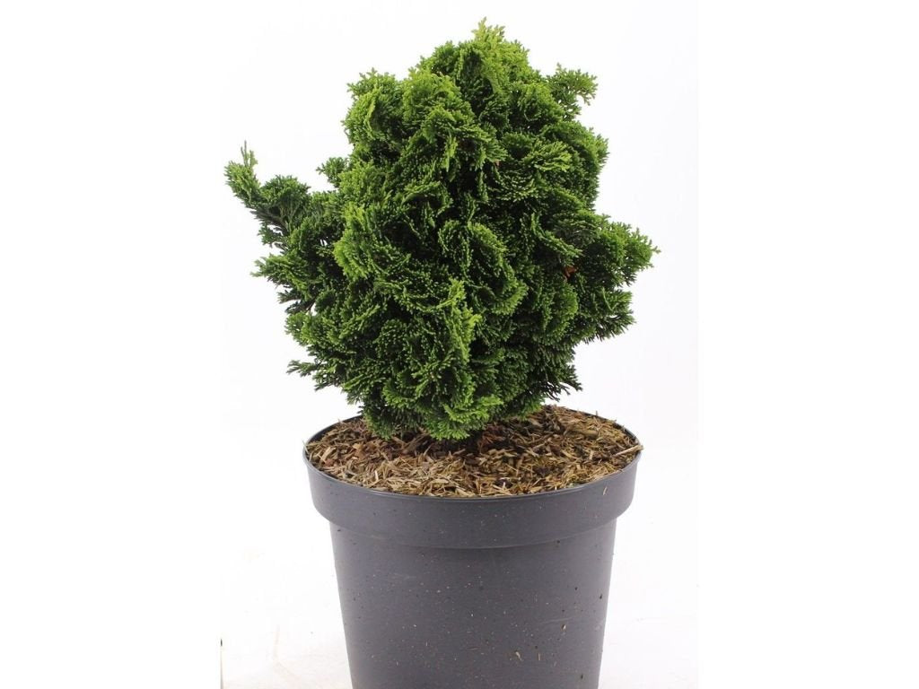 Cypřišek Nana Gracilis, výška 20 cm, květináč 17 cm