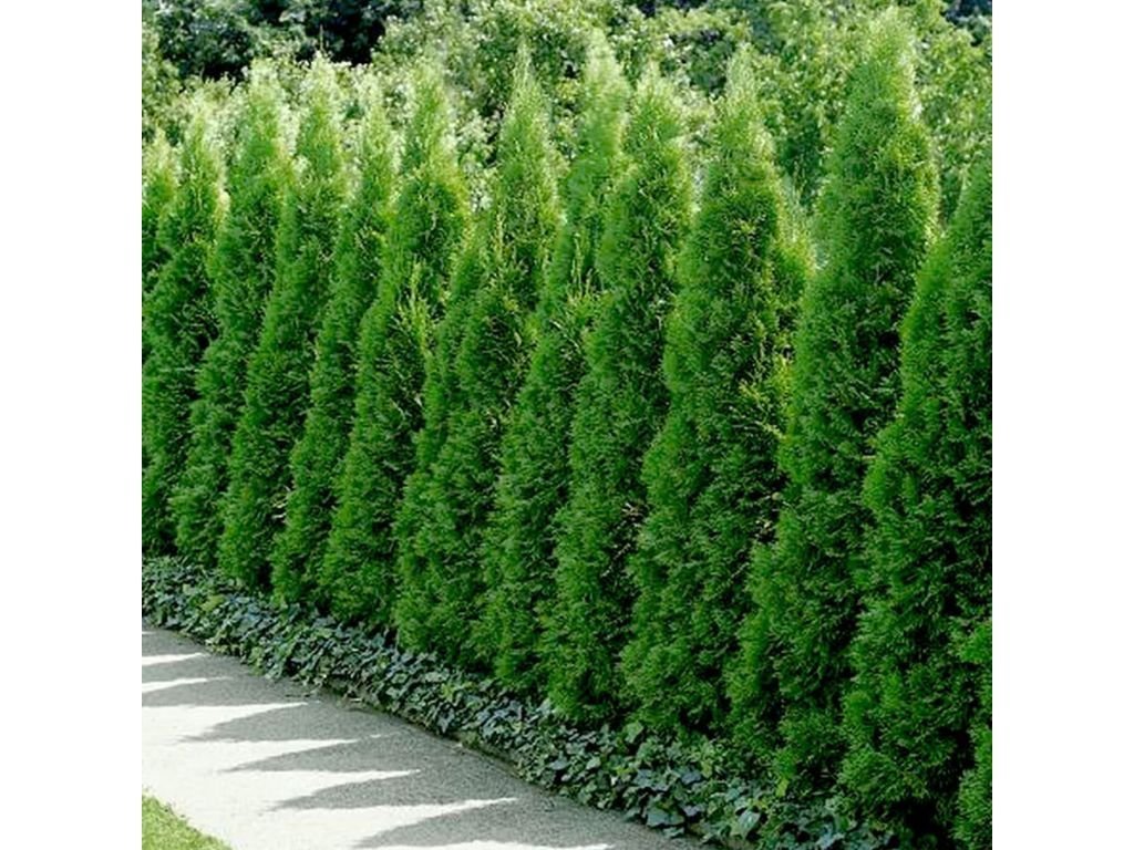 Túje, zerav západní Smaragd, výška 15–30 cm, květináč 9 cm