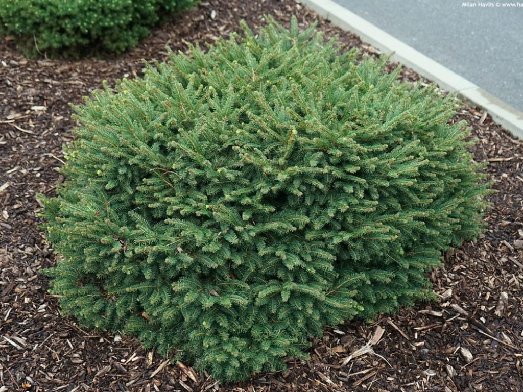 Smrk omorika Karel, výška 20–30 cm, květináč 2 l