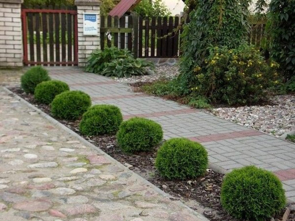 Tuja západná DANICA 20-30 cm, kont. p9