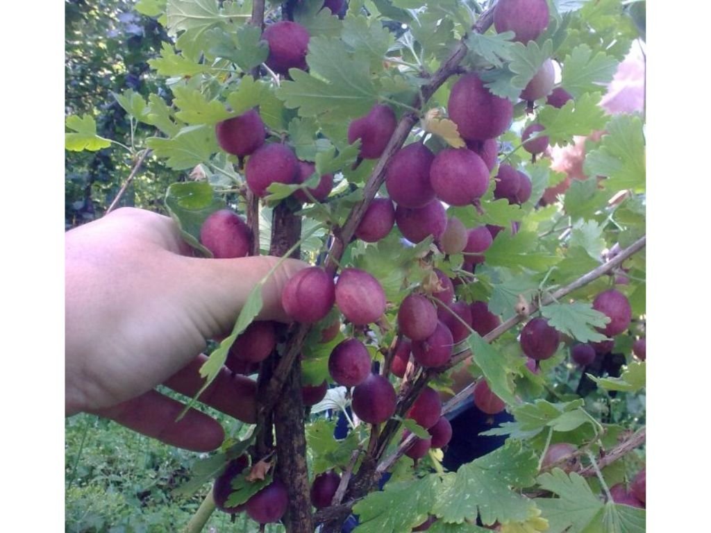 Angrešt keřový Kaptivator, výška 40-50 cm, květináč 2 l