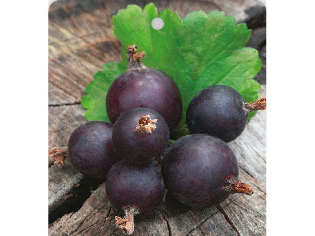 Drobné ovocie Josta kríková JOGUSTO