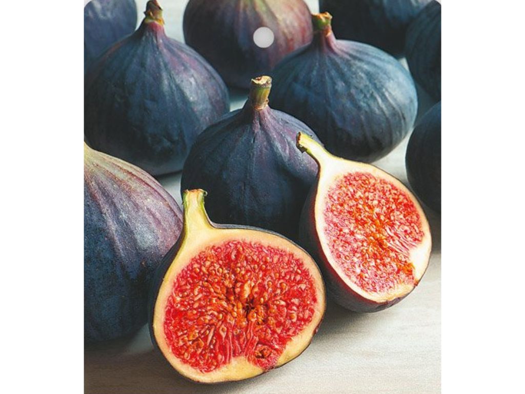 Drobné ovocie Figovník Black Mission 120 140 cm(4)