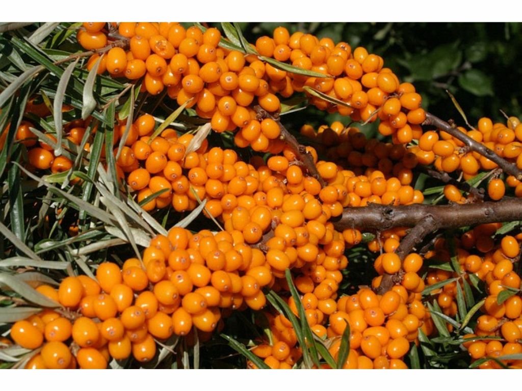 Rakytník řešetlákový Friesdorfer Orange, samosprašný, výška 60–80 cm, květináč 2 l