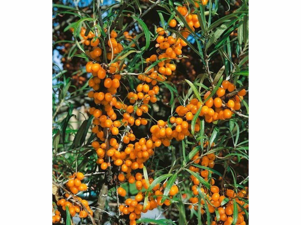 Rakytník řešetlákový Friesdorfer Orange, samosprašný, výška 60–80 cm, květináč 2 l