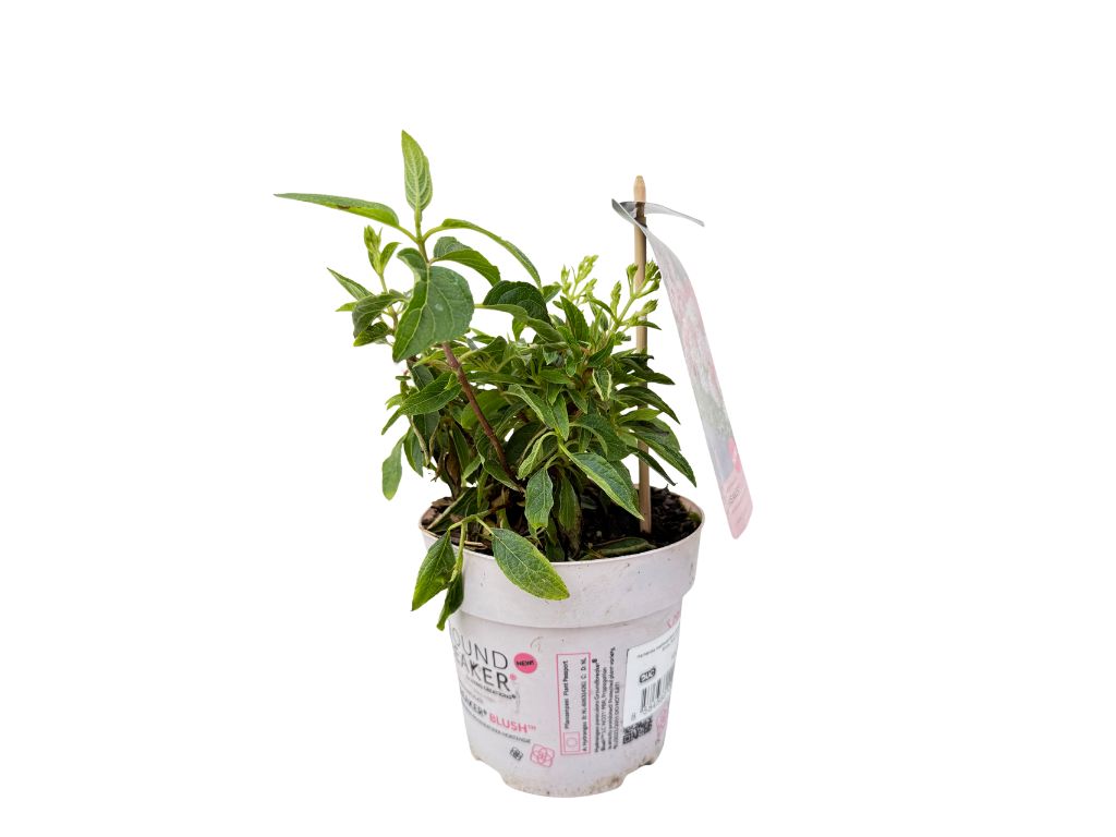 Okrasné kry Hortenzia metlinatá Groundbreaker Blush(6)