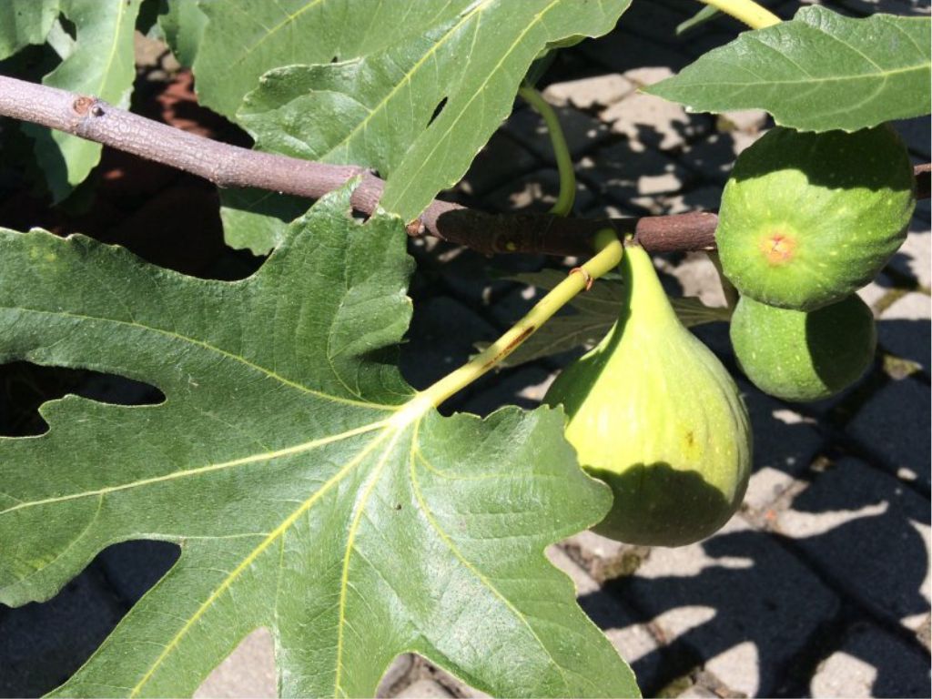drobné ovocie ducplant(108)
