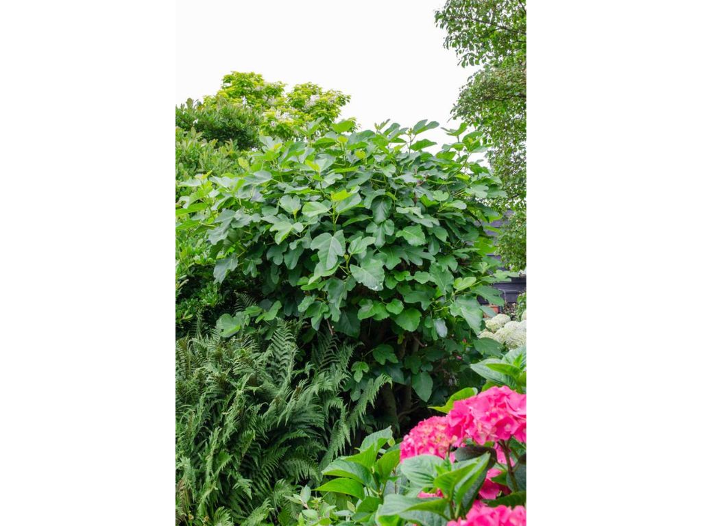 drobné ovocie ducplant(113)
