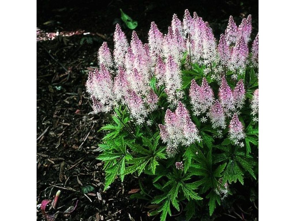 Trvalky ducplant(56)