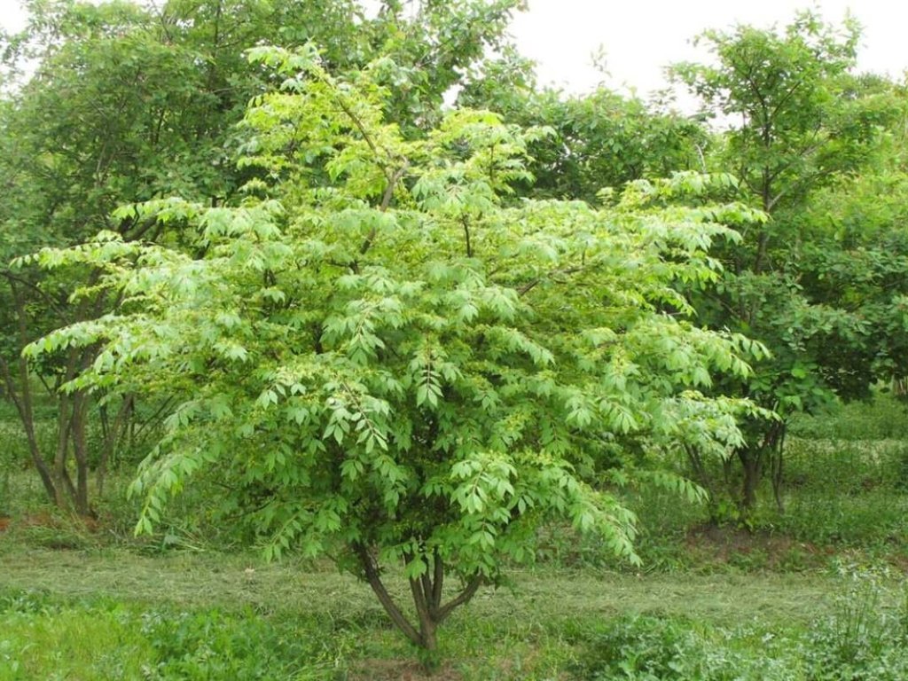 Brslen křídlatý, výška 40-50 cm, květináč 17 cm