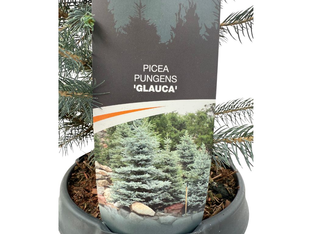 Okrasné stromy Smrek pichľavý Glauca(2)