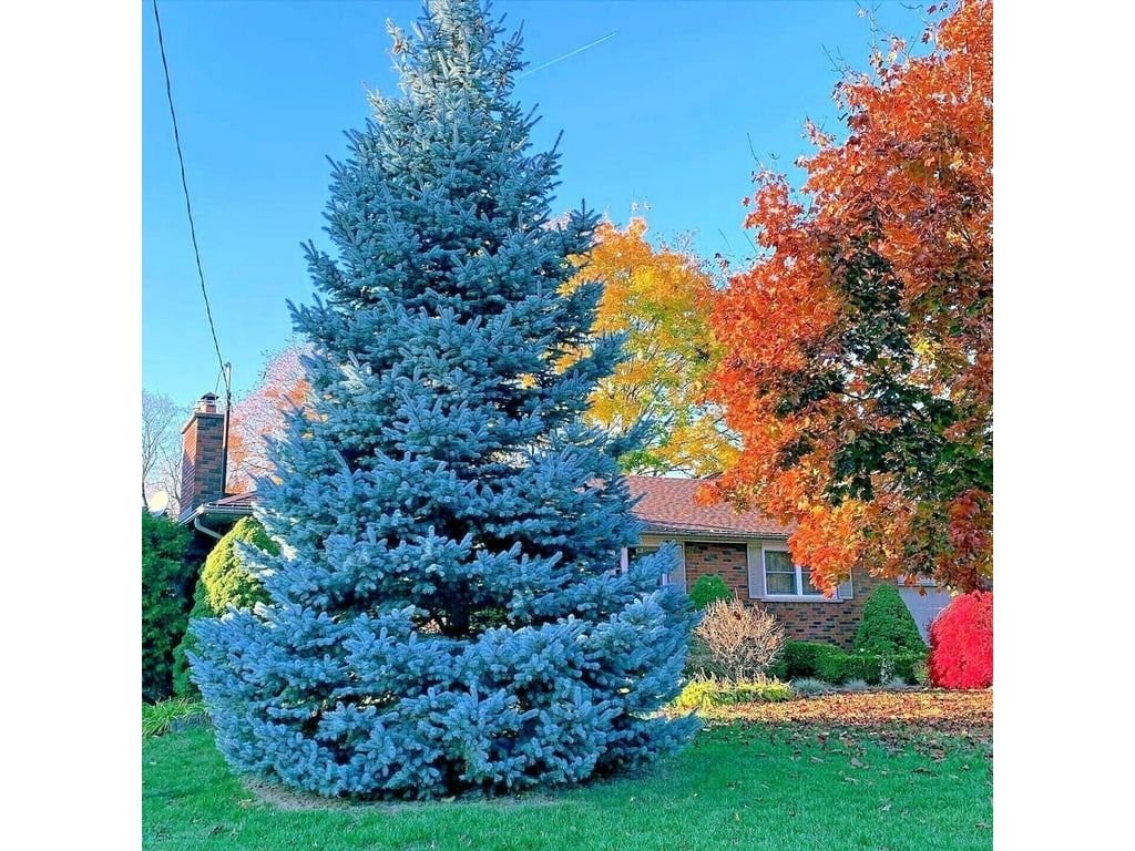 Smrk pichlavý Glauca, výška 30–50 cm, květináč 19 cm